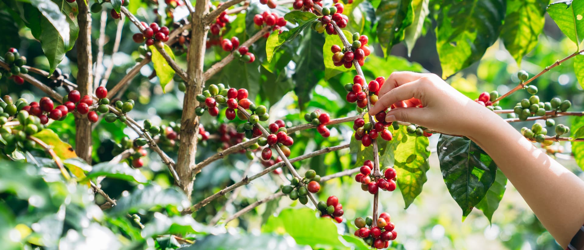 From cacao to the world