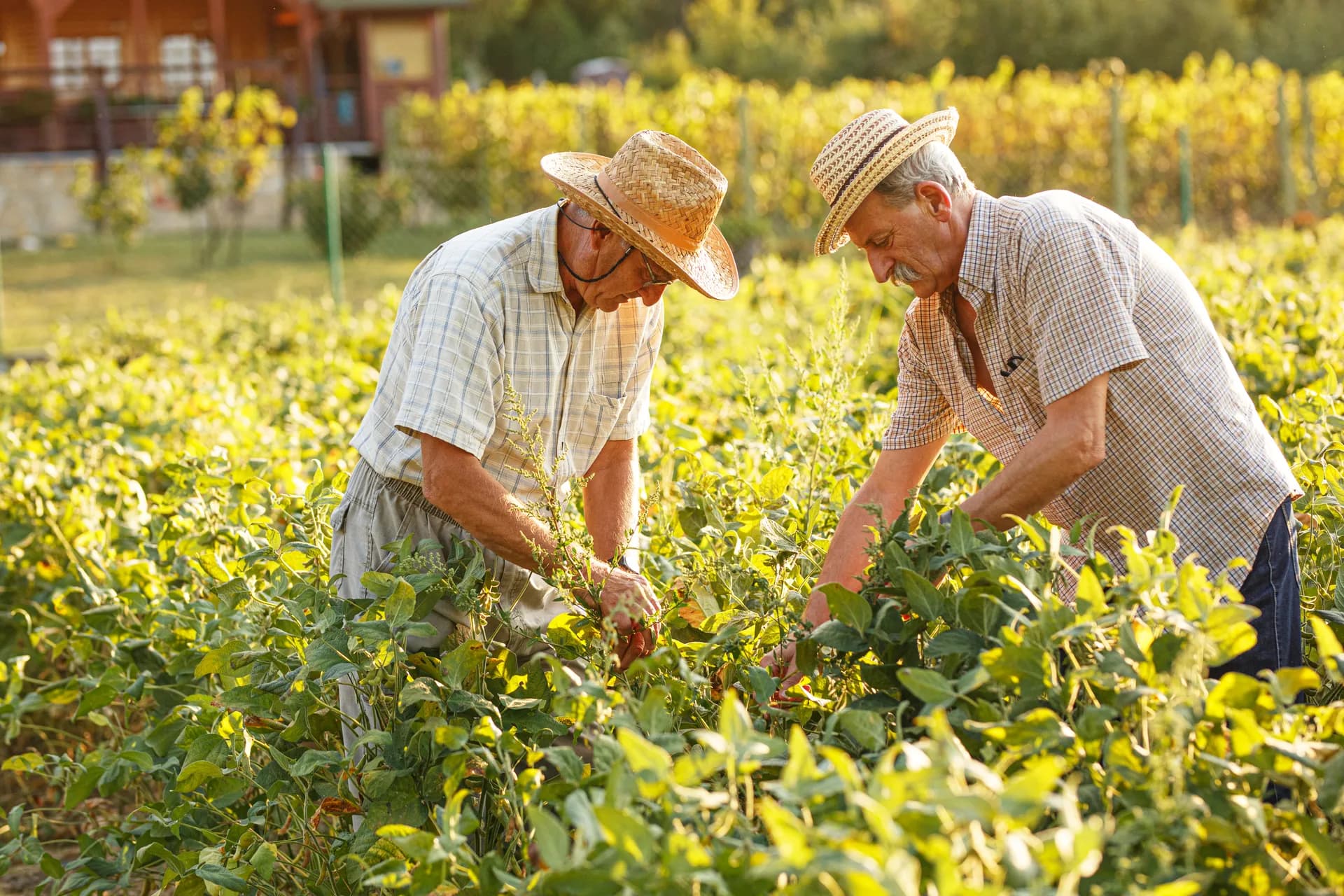 Farmers working in the field