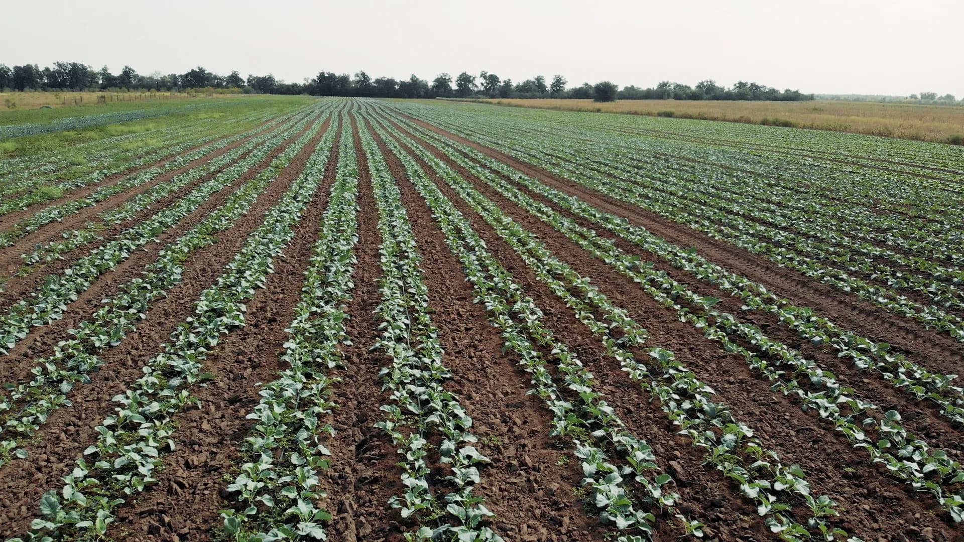 Siembra en campo